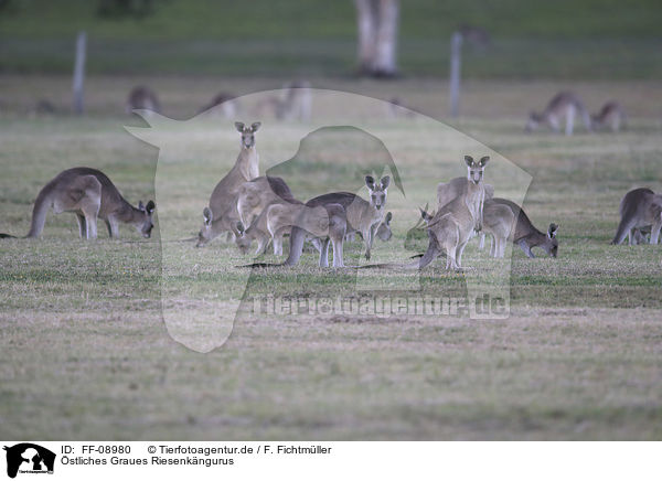 stliches Graues Riesenkngurus / forester kangaroos / FF-08980