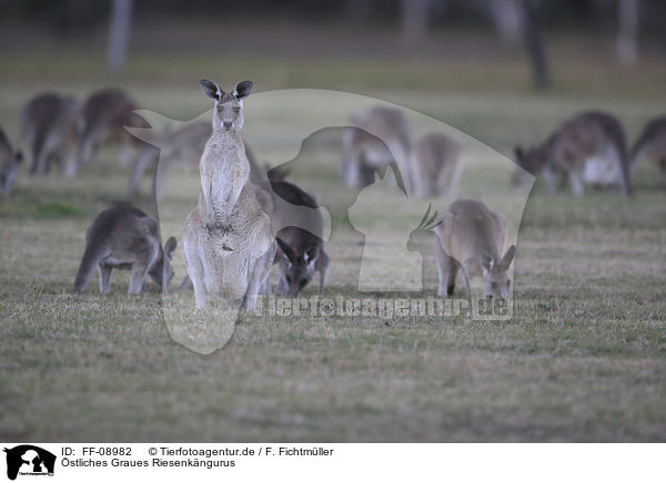 stliches Graues Riesenkngurus / forester kangaroos / FF-08982