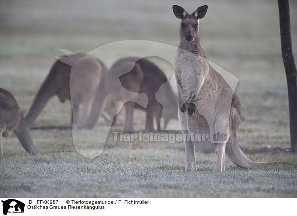 stliches Graues Riesenkngurus / forester kangaroos / FF-08987