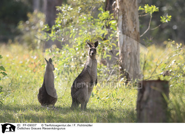 stliches Graues Riesenkngurus / forester kangaroos / FF-09007