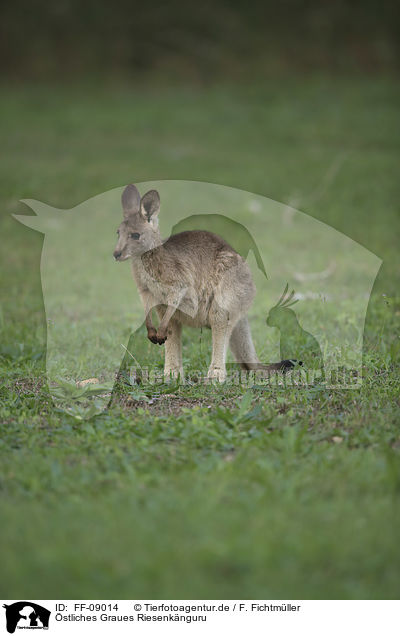 stliches Graues Riesenknguru / forester kangaroo / FF-09014