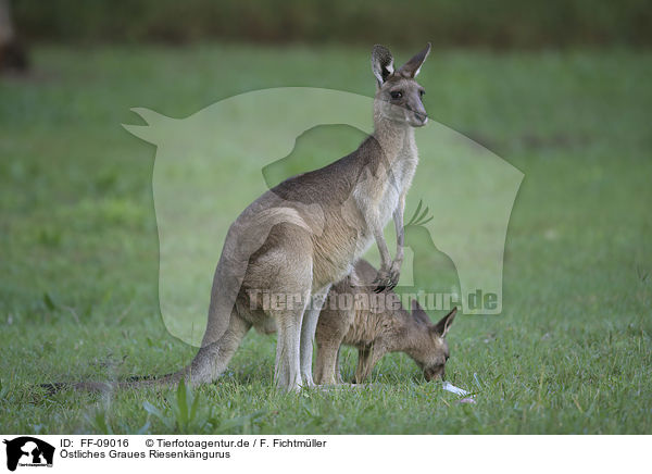 stliches Graues Riesenkngurus / forester kangaroos / FF-09016
