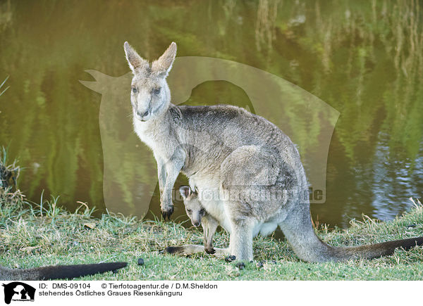 stehendes stliches Graues Riesenknguru / standing Eastern Grey Kangaroo / DMS-09104