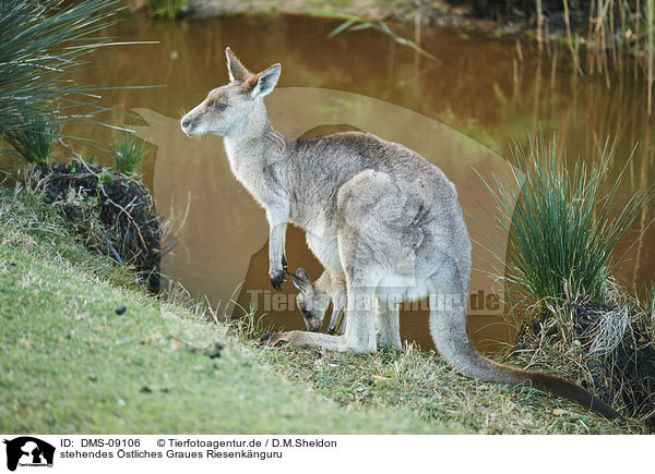 stehendes stliches Graues Riesenknguru / standing Eastern Grey Kangaroo / DMS-09106
