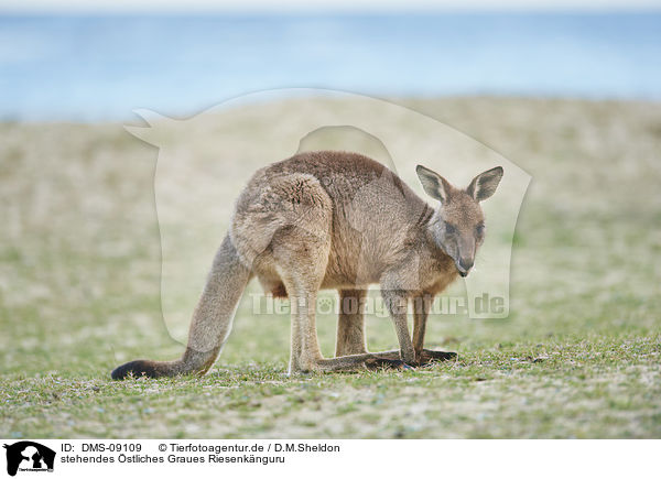stehendes stliches Graues Riesenknguru / standing Eastern Grey Kangaroo / DMS-09109