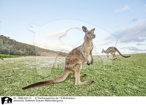 stehende stliches Graues Riesenkngurus / standing Eastern Grey Kangaroos / DMS-09113
