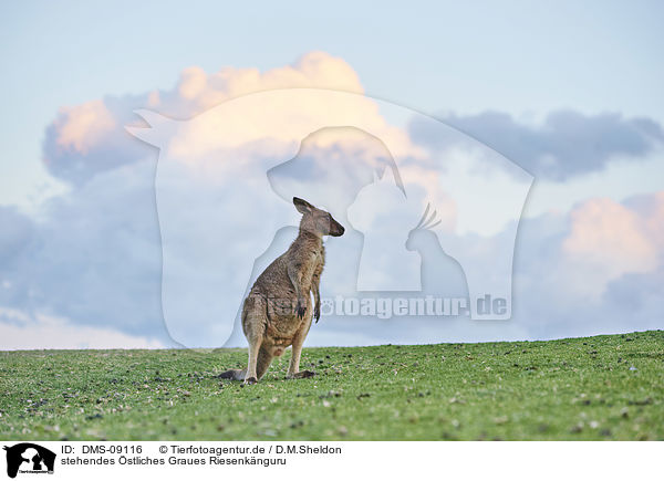 stehendes stliches Graues Riesenknguru / standing Eastern Grey Kangaroo / DMS-09116