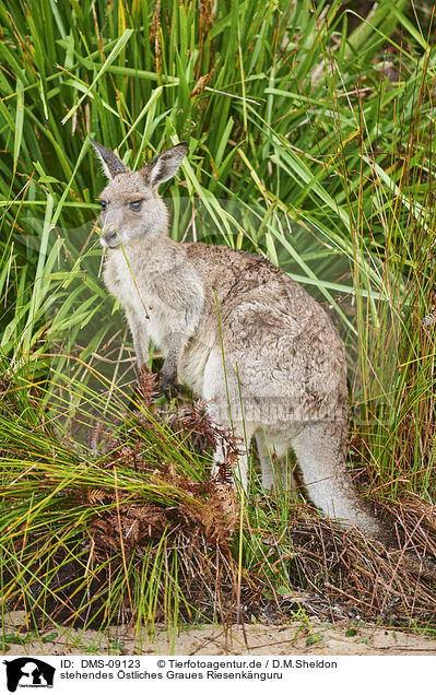stehendes stliches Graues Riesenknguru / standing Eastern Grey Kangaroo / DMS-09123