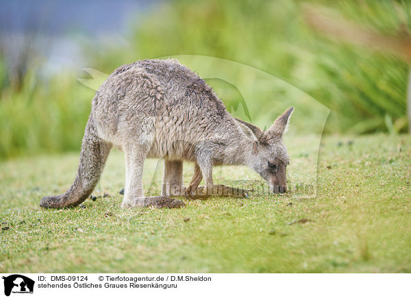 stehendes stliches Graues Riesenknguru / standing Eastern Grey Kangaroo / DMS-09124