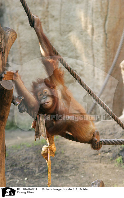 Orang Utan / orangutan / RR-04034