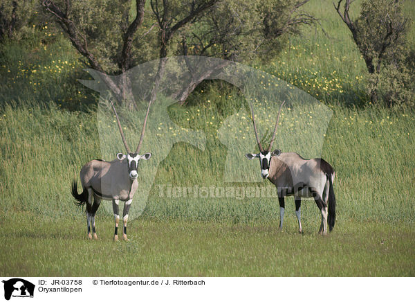 Oryxantilopen / African Oryx / JR-03758
