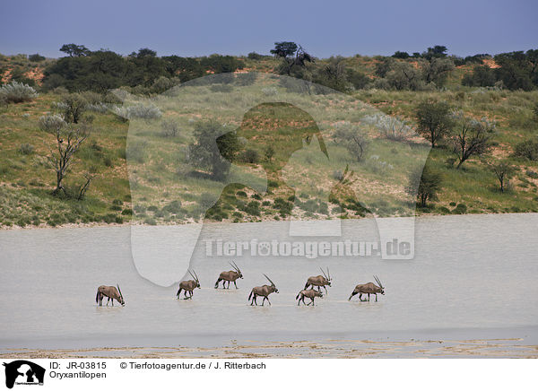 Oryxantilopen / African Oryx / JR-03815