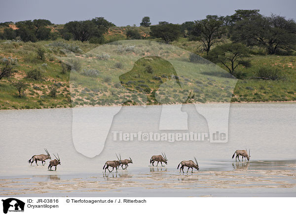 Oryxantilopen / African Oryx / JR-03816