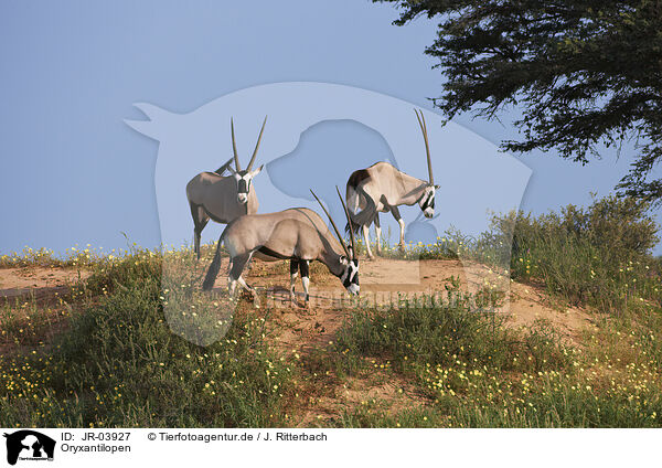 Oryxantilopen / African Oryx / JR-03927