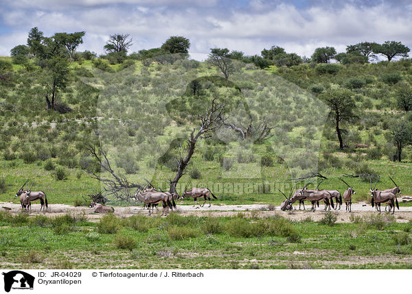 Oryxantilopen / African Oryx / JR-04029