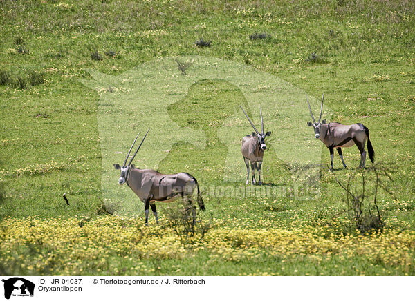 Oryxantilopen / African Oryx / JR-04037