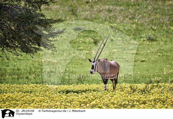 Oryxantilope / African Oryx / JR-04038