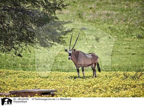Oryxantilope / African Oryx / JR-04039