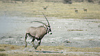 Oryx-Antilope