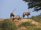 Oryxantilopen