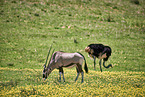 Oryxantilope und Afrikanischer Strau