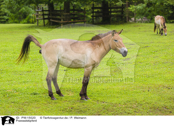 Przewalskipferd / Asian wild horse / PW-15020
