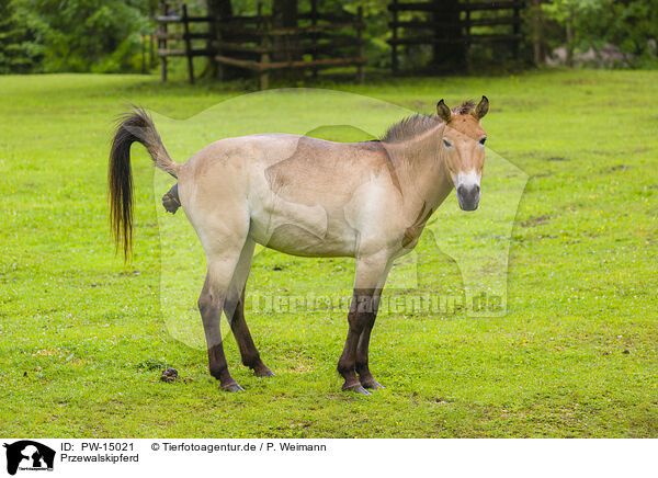 Przewalskipferd / Asian wild horse / PW-15021