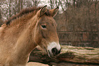 Przewalski-Pferd Portrait