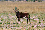 Rappenantilope