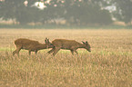 Rehe