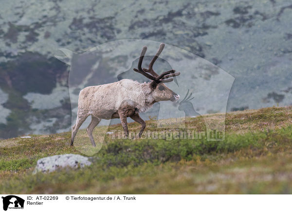 Rentier / reindeer / AT-02269