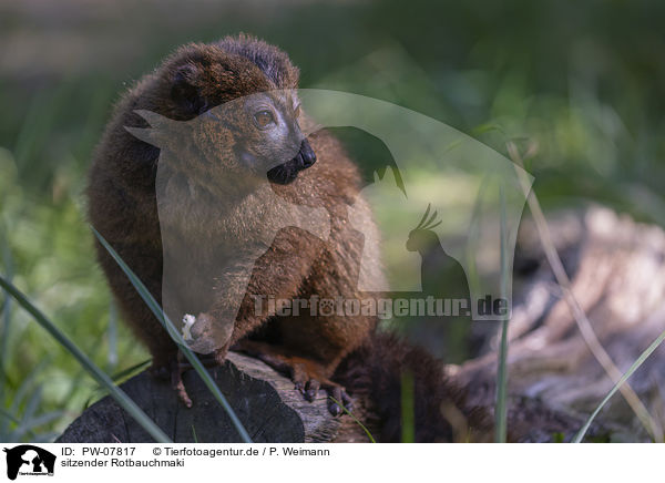 sitzender Rotbauchmaki / sitting Red-bellied Lemur / PW-07817