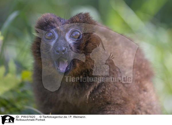 Rotbauchmaki Portrait / Red-bellied Lemur portrait / PW-07820