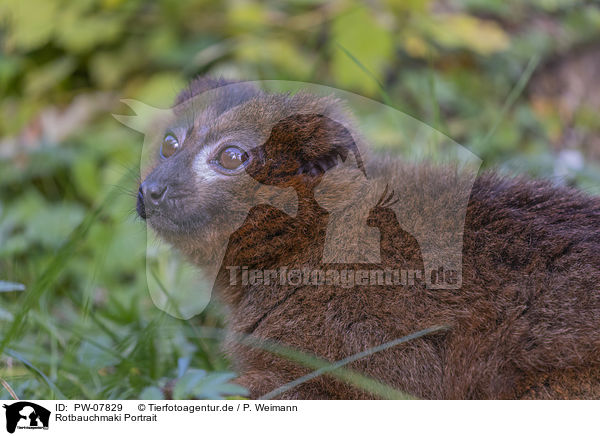 Rotbauchmaki Portrait / Red-bellied Lemur portrait / PW-07829