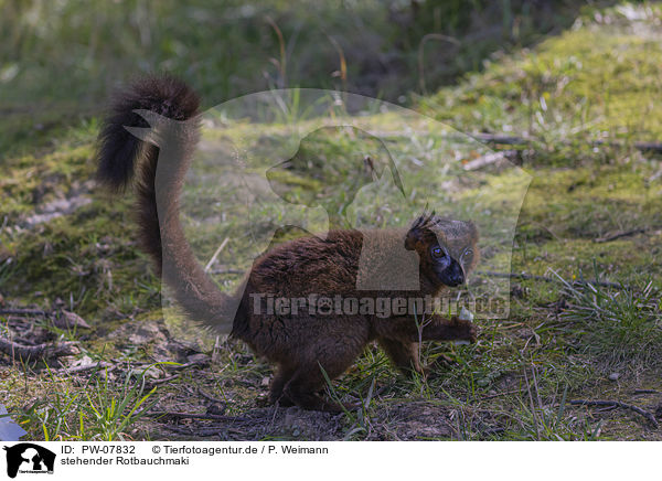 stehender Rotbauchmaki / standing Red-bellied Lemur / PW-07832