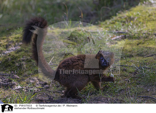 stehender Rotbauchmaki / standing Red-bellied Lemur / PW-07833