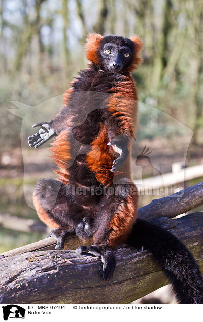 Roter Vari / red ruffed lemur / MBS-07494