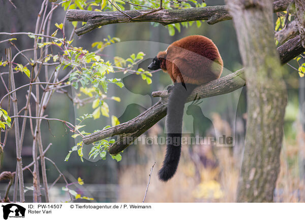 Roter Vari / red ruffed lemur / PW-14507
