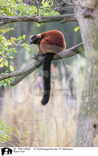 Roter Vari / red ruffed lemur / PW-14509