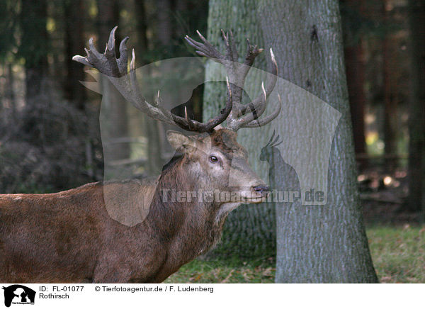 Rothirsch / red deer / FL-01077