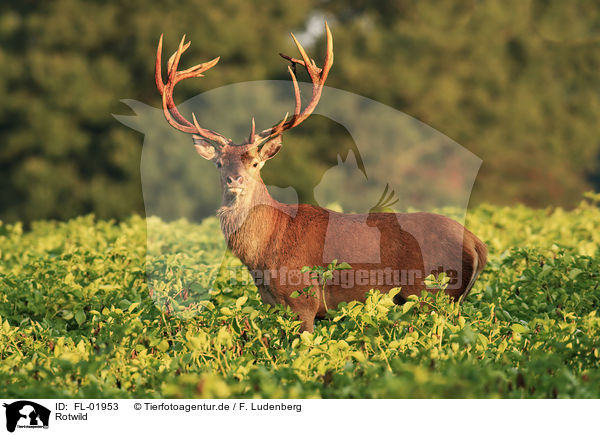 Rotwild / red deer / FL-01953