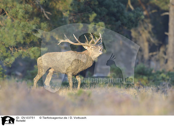 Rotwild / red deer / DV-03751