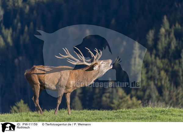Rothirsch / red deer / PW-11159