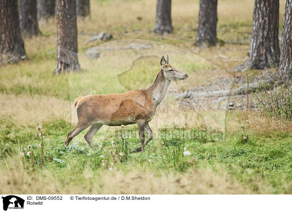 Rotwild / red deer / DMS-09552