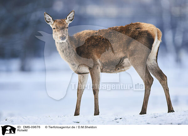 Rotwild / red deer / DMS-09676