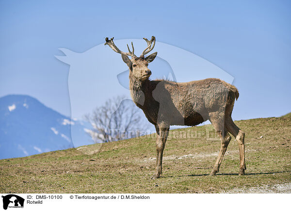 Rotwild / red deer / DMS-10100