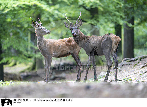 Rotwild / red deer / WS-10485