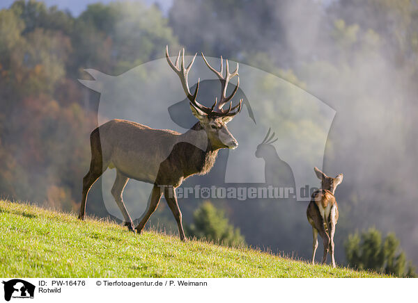 Rotwild / red deer / PW-16476