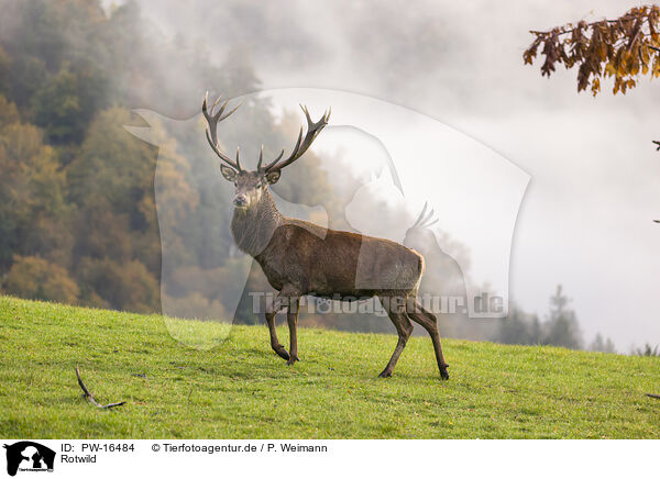 Rotwild / red deer / PW-16484