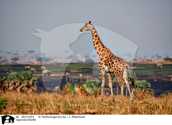 Uganda-Giraffe / Rothschild's giraffe / JR-01933